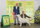 Gundog Puppy Group 1.